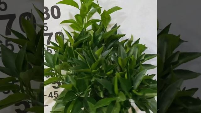 Клементин Эрнандина/ Citrus Clementino Hernandina смотреть онлайн