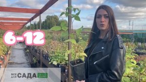 Обзор на Малину сорт Карамелька