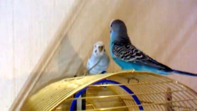 Love parrots Попугай Вовка говорит подруге о любви смотреть онлайн