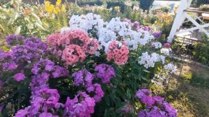 ФЛОКСЫ В МОЕМ САДУ. ОБЗОР. ЧАСТЬ 1.