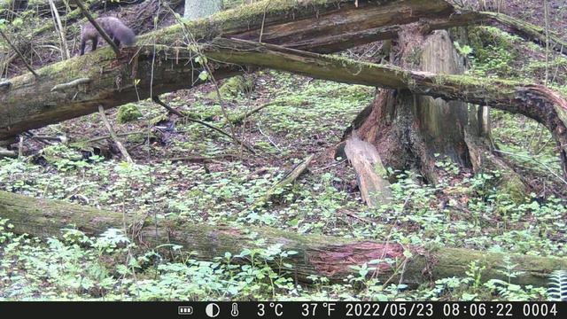 Куница смотреть онлайн