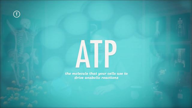Metabolism & Nutrition, Part 1: Crash Course Anatomy & Physiology #36 смотреть онлайн
