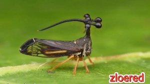 Жуткое насекомое?