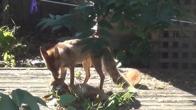 Лиса моет лисенка смотреть онлайн