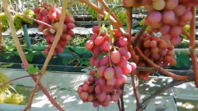 Гурман Ранний 3 сентября 2021г. смотреть онлайн