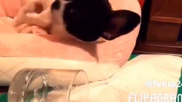 Французский бульдог Джеська отметила 8 марта смотреть онлайн