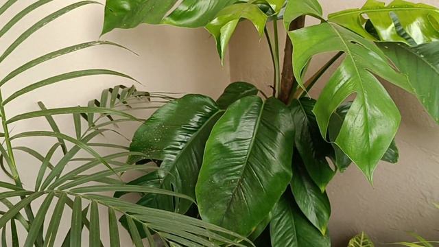 Monstera#Epipremnum Pinnatum#Dragon Tail #plant #nature #