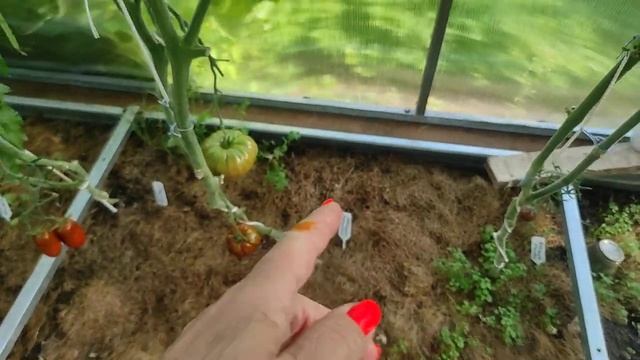 22.08.22.Дача.томаты в теплице.. и эустома красотка. смотреть онлайн