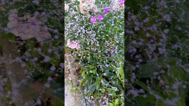 кермек широколистный смотреть онлайн