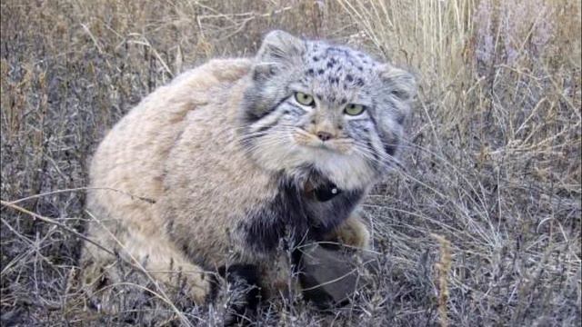 Мужчина нашел в сарае странных котят. Узнав об их стоимости, фермеру начали завидовать его соседи смотреть онлайн