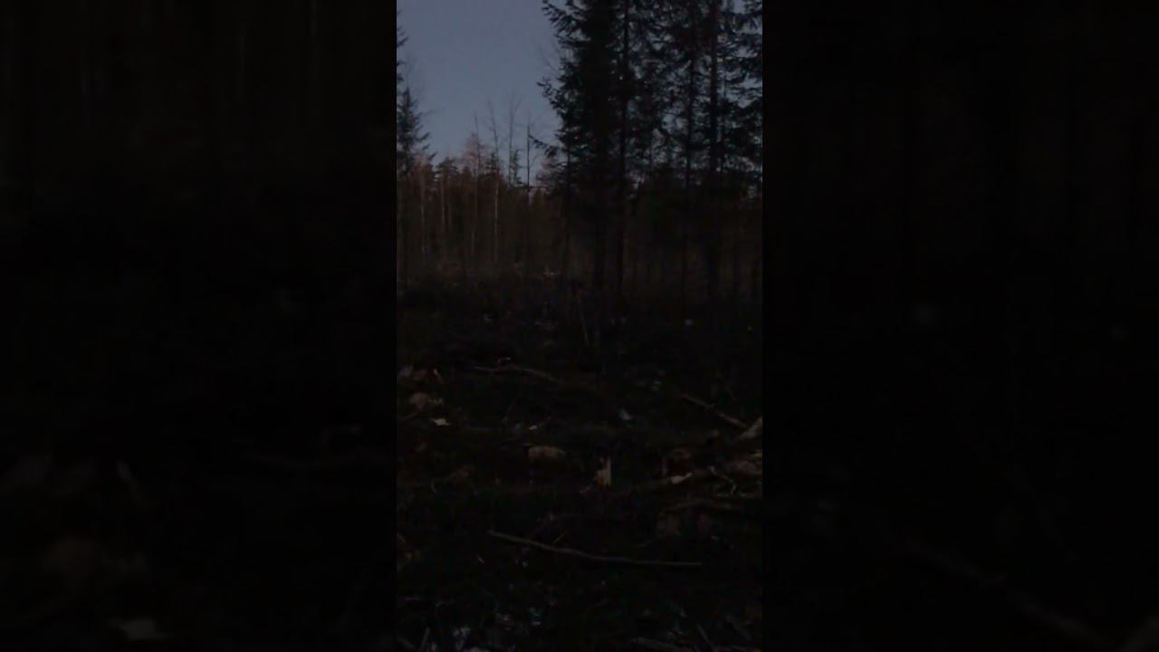 Лоси смотреть онлайн