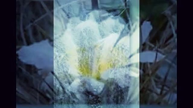 Cephalocereus senilis. Wüstenkaktus. смотреть онлайн