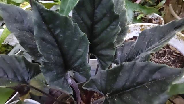 Alocasia Antoro Velvet / Alokasia Antoro Velvet