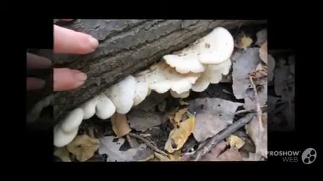 Pleurotus Pulmonarius - Fungi Kingdom