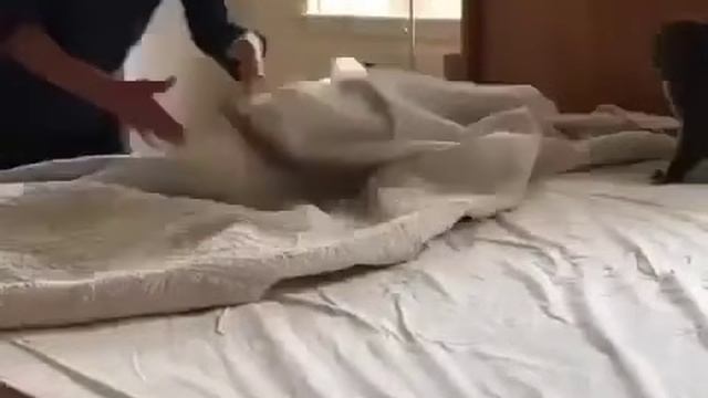 Котик, которому не хватает внимания.. смотреть онлайн