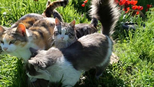 Кошки и коты ходят по траве. смотреть онлайн