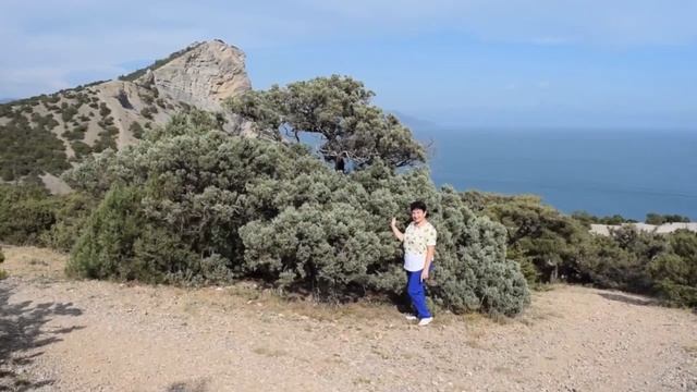 О крымской цикаде.Целебный можжевельник. смотреть онлайн