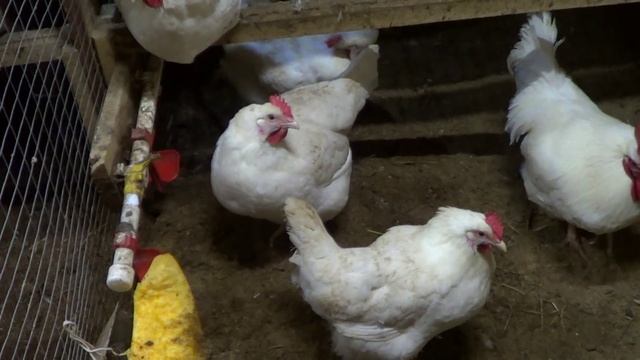 Мини мясная порода кур ! смотреть онлайн