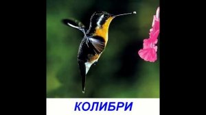 Птицы - Презентация для детей. Карточки Домана.