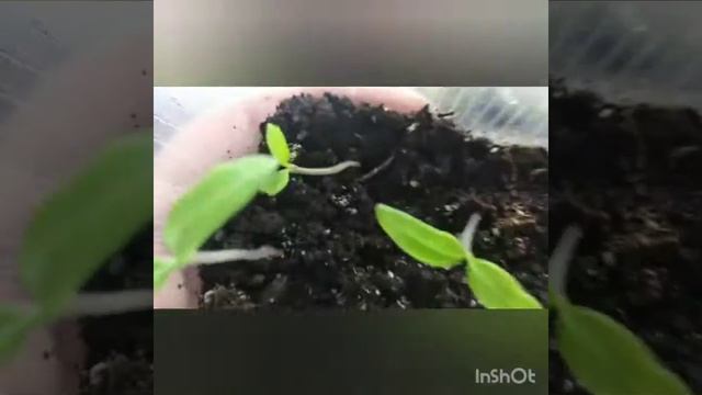 Взошли томаты, что дальше? смотреть онлайн