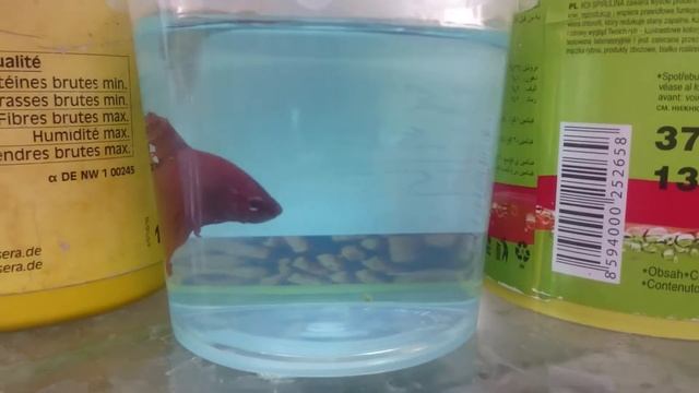 Петушок Халф Мун (полумесяц) смотреть онлайн