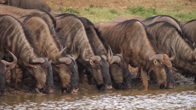 Cute Little Farm Animal Sounds - Lemming, Squirrel, Hedgehog - Animal Videos