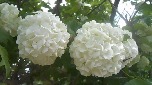 🌸Калина Бульденеж смотреть онлайн