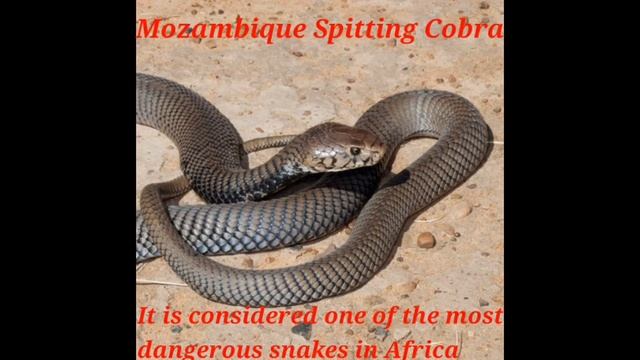 Different Types Of  Cobra || Cobra Snakes || Cobra Species In The World