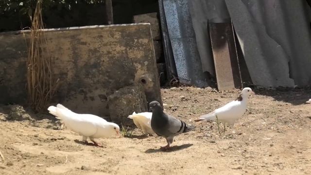 Бакинские голуби Исмаила в Баку Маштаги! смотреть онлайн