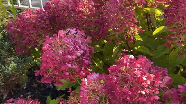 Tidbit Fire Light Panicle Hydrangea In Strawberry Red(4K) September 22, 2023 смотреть онлайн