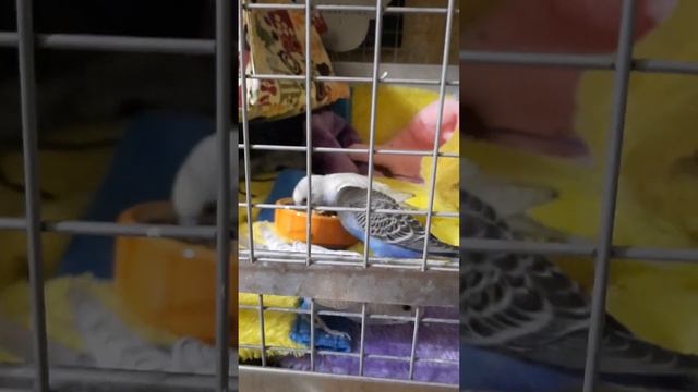 Все кушает маленького Том и Вольт и Мики смотреть онлайн