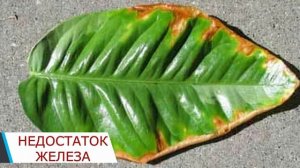 Болезни лимонов,мандаринов. Болезни цитрусов.