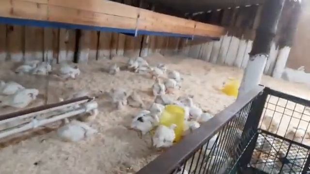 Напольное содержание бройлера. Подготовка к заселению. смотреть онлайн