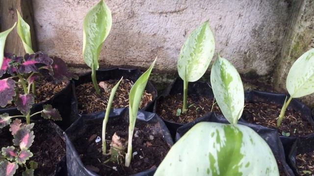 Aglaonema Update | Tita Beth's Vlog смотреть онлайн