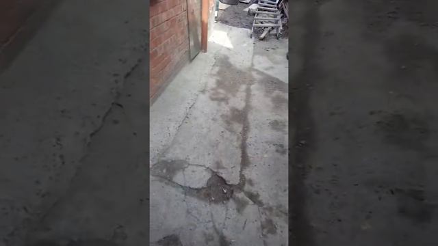 Проверка двора. Стаффордширские БУЛЬтерьеры смотреть онлайн