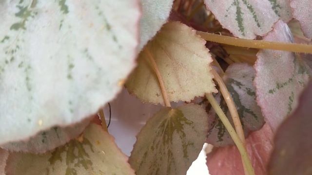 Daun Merah_Coleus (Coleus Blumei)