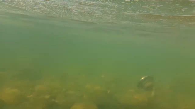 погружение Samsung NOTE 8 в воду 20171020 смотреть онлайн