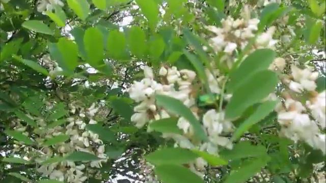 The acacia blossoms - Цветёт акация смотреть онлайн