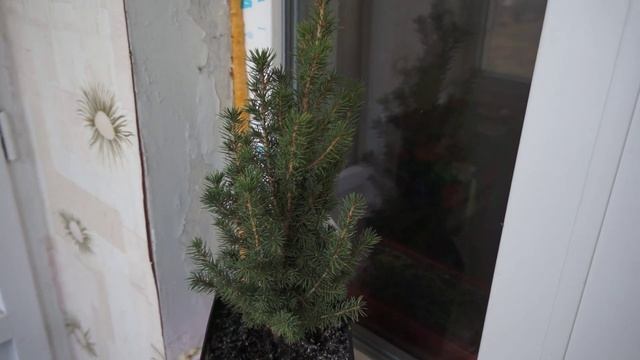 Карликовая елка дома! смотреть онлайн