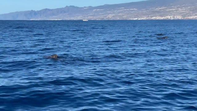 ДЕЛЬФИНЫ КИТЫ BEBES BALLENAS DELFINES VELERO TENERIFE 2021 ПРОГУЛКА  НА ПАРУСНОЙ ЯХТЕ ТЕНЕРИФЕ АДЕХ