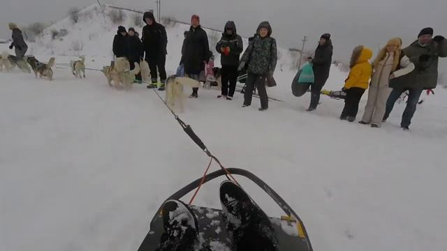 Хаски, самоеды и маламуты) смотреть онлайн