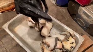 САМАЯ дерская УХА. База кормит