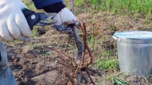 Посадка нектарина "Биг Топ". Осень 2020 г.