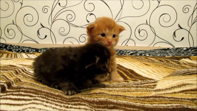 Котята Джек Дениэлс и Джоув Руф смотреть онлайн