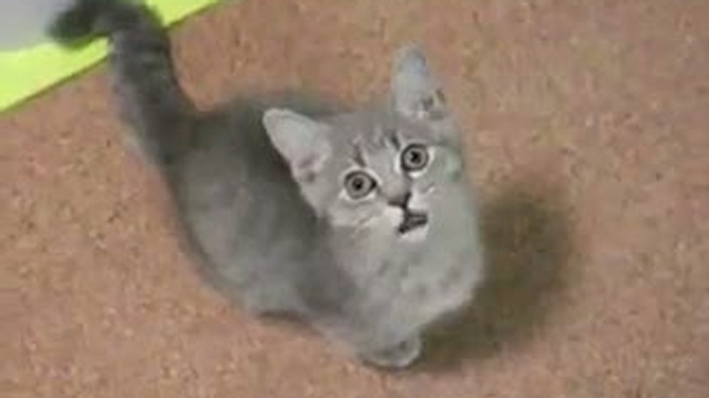 покормите пожалуста!!!!!!!!!!! смотреть онлайн
