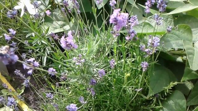 Лаванда, применение в быту и на клумбе смотреть онлайн