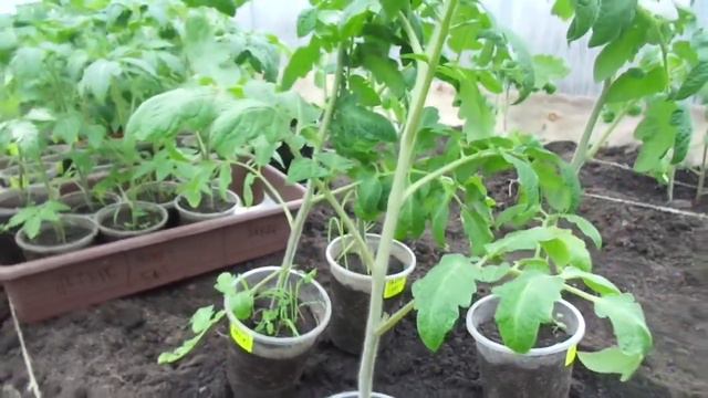КАК ВЫСАЖИВАТЬ РАССАДУ СРЕДНЕЙ ВЫСОТЫ? Ольга Чернова. смотреть онлайн