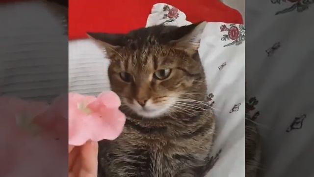 КОШКА НЕ МОЖЕТ СТРЯХНУТЬ ЦВЕТОК смотреть онлайн