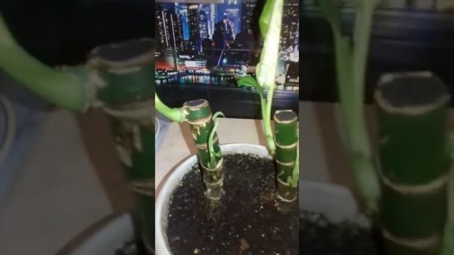 Размножение Диффенбахии, с помощью цитокининовой пасты. смотреть онлайн