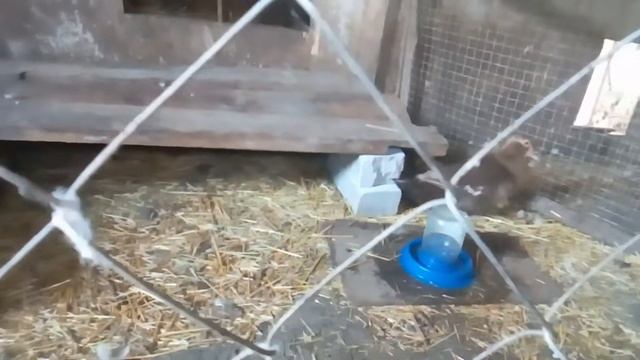 Выращивание суточных утят Мускусной породы| Нюансы выращивания молодняка индоуток смотреть онлайн